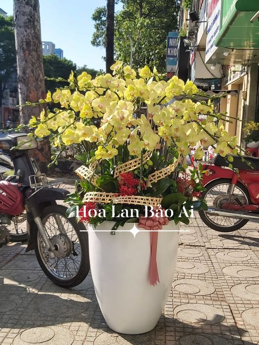 Nghệ thuật bài trí lan hồ điệp đẳng cấp