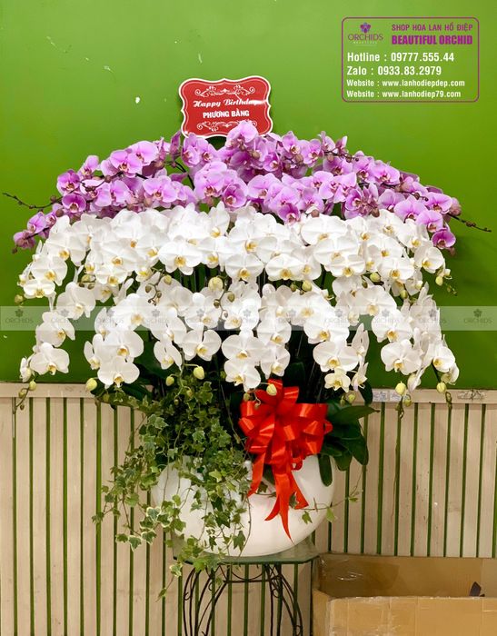 Không gian trưng bày lan hồ điệp sang trọng
