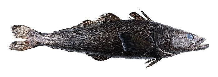 Cá Toothfish - Bậc thầy thích nghi với môi trường băng giá (Ảnh)