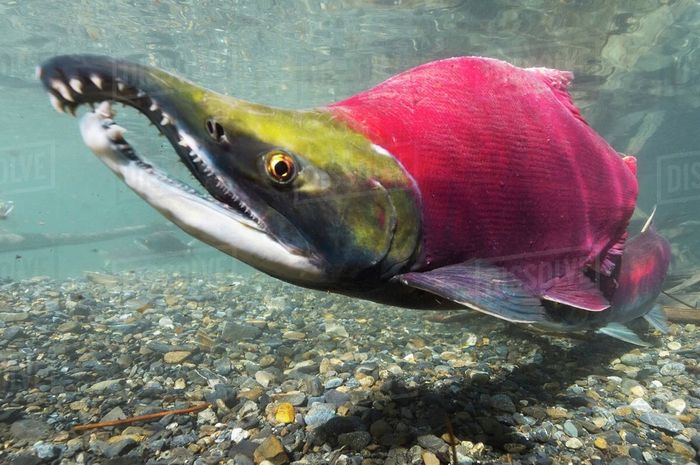 Hành trình ngược dòng vĩ đại của cá hồi Sockeye (Ảnh)