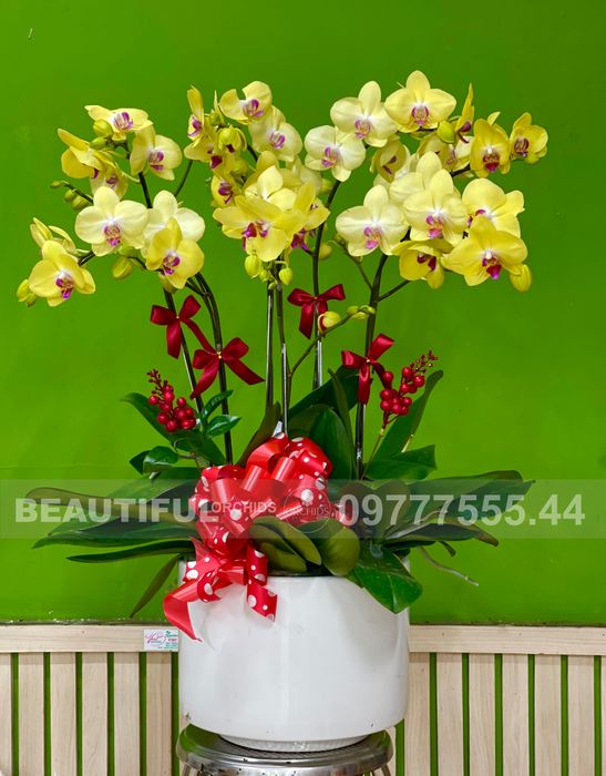Tuyển tập lan hồ điệp nghệ thuật độc đáo