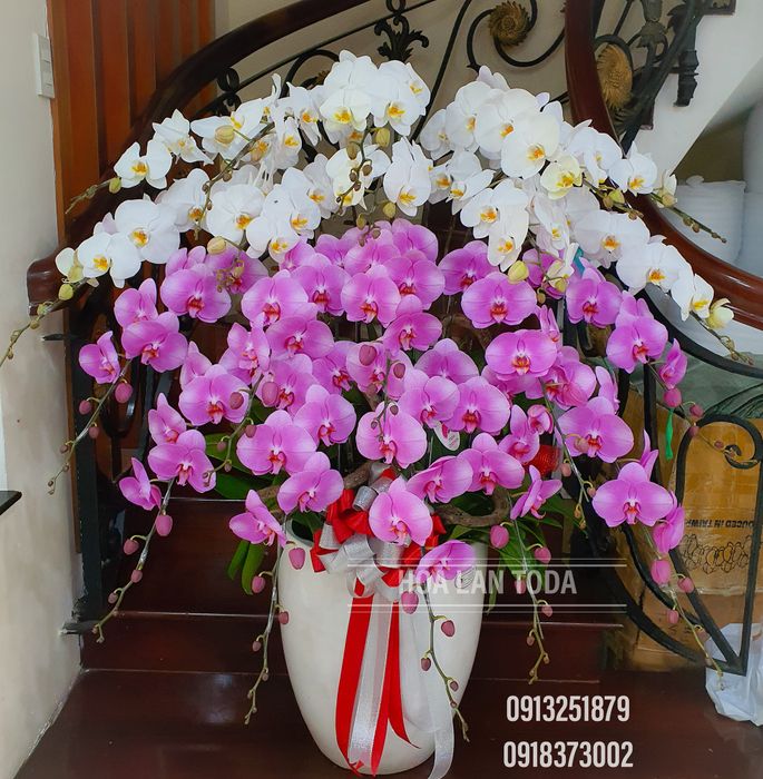 Bộ sưu tập lan hồ điệp đặc biệt tại Hoa Lan Toda
