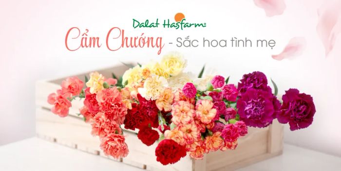 Dalat Hasfarm - Vẻ đẹp hoa tươi ảnh 2