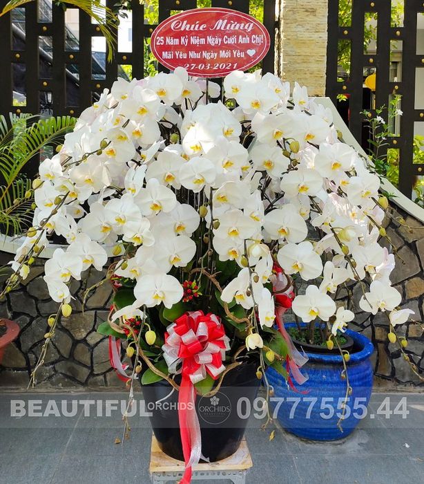 Bộ sưu tập lan hồ điệp nghệ thuật tại Beautiful Orchids