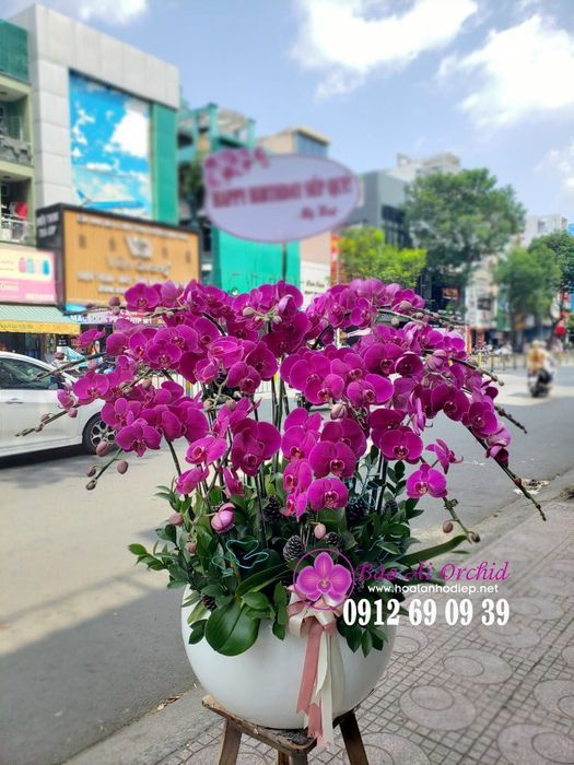 Không gian trưng bày lan hồ điệp đa dạng tại Bảo Ái Orchid's