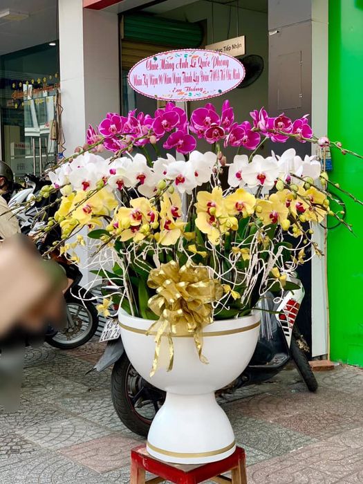 Hình ảnh lan hồ điệp tại Orchids World