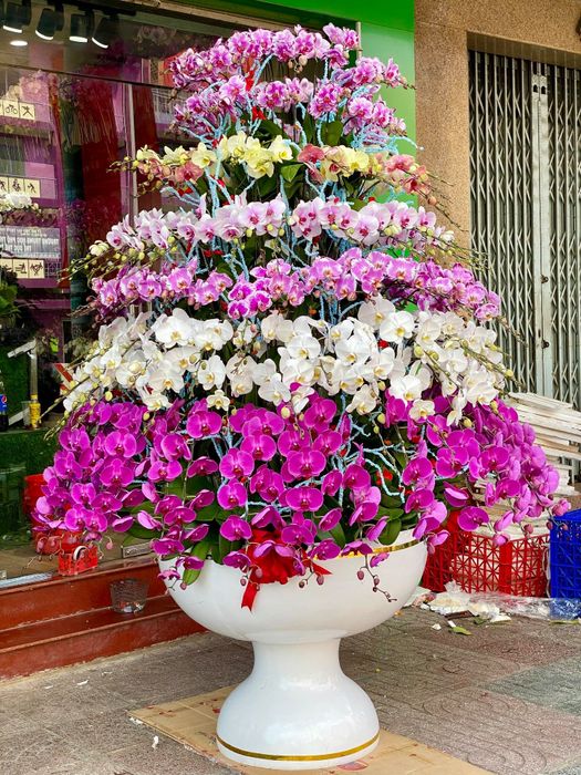 Vẻ đẹp thuần khiết của lan hồ điệp Orchids World