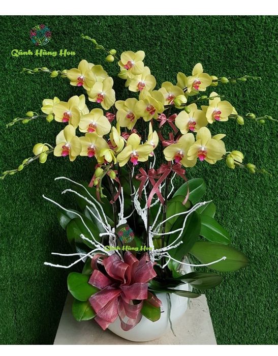Bộ sưu tập lan hồ điệp thanh lịch tại Gánh Hàng Hoa