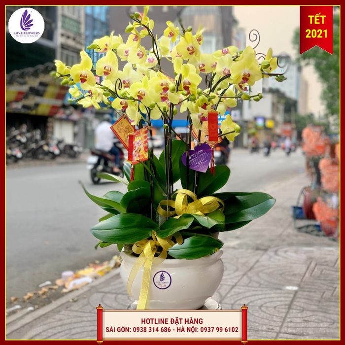 Bộ sưu tập lan hồ điệp cao cấp tại LOVE FLOWERS