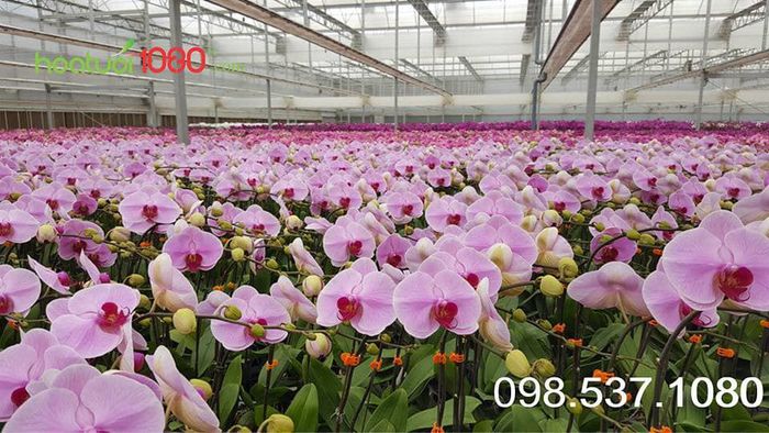 Không gian trưng bày hoa tươi đẳng cấp tại Hoa Tươi 1080