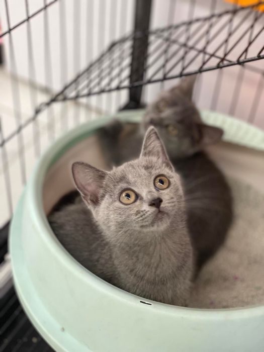Hachiko Pet Center ảnh 1