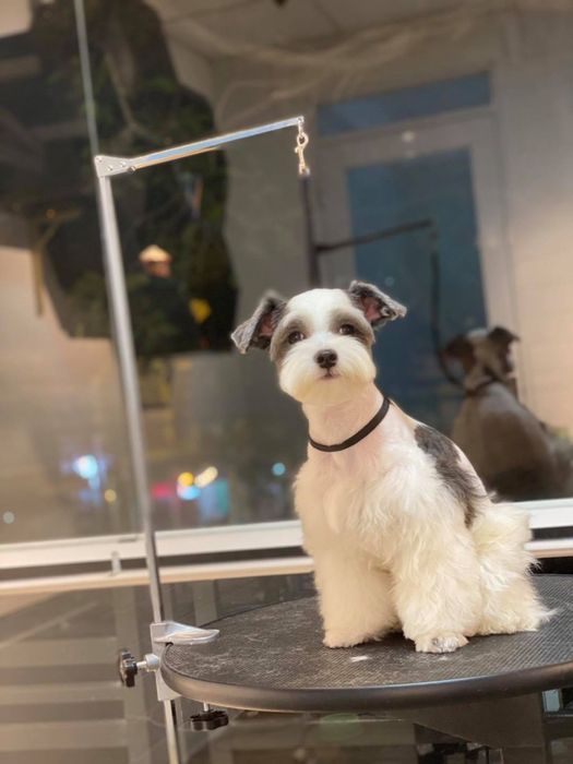 Chu’s Pet Store - Dịch vụ chăm sóc và khách sạn cho thú cưng ảnh 1