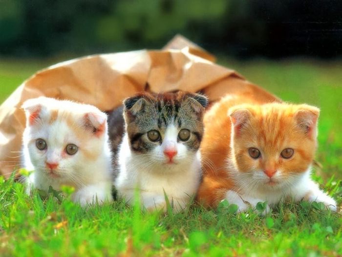 Hình ảnh minh hoạ chú mèo Mi-Mi duyên dáng