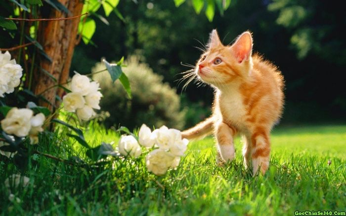 Hình ảnh minh họa nàng mèo Mi Mi kiều diễm