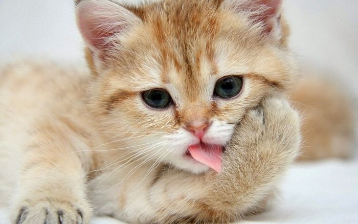 Bức ảnh chân thực ghi lại khoảnh khắc đáng yêu của chú mèo