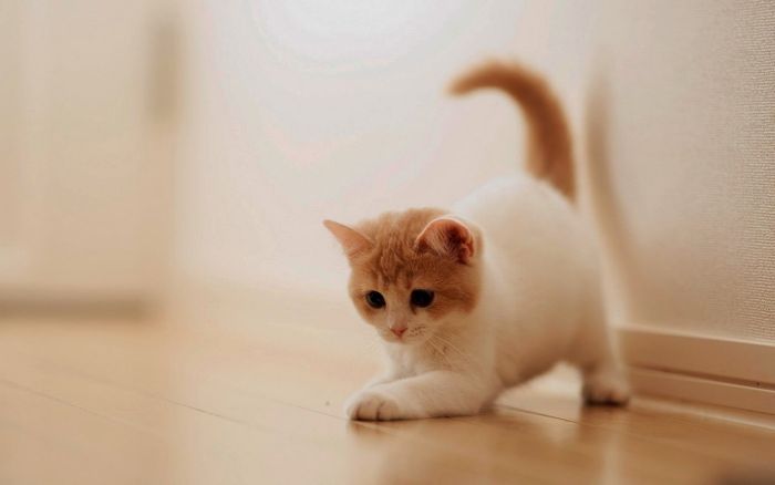 Hình ảnh minh họa nàng mèo tam thể kiều diễm