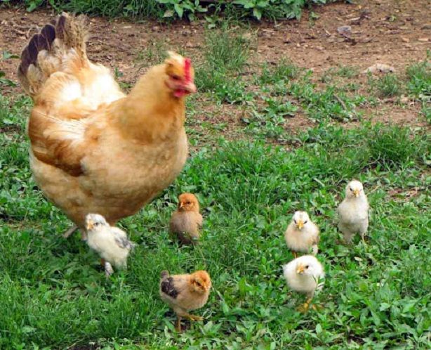 Hình ảnh minh họa số 1: Gà mẹ và đàn con (Nguồn: internet)