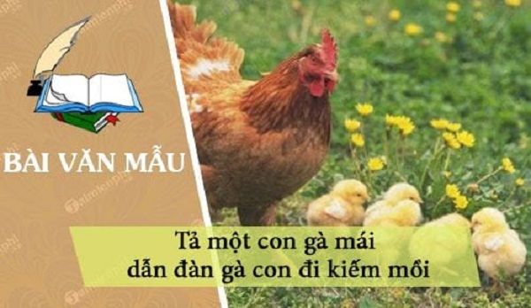 Hình ảnh minh họa: Gà mẹ dạy con kiếm mồi (Nguồn: internet)