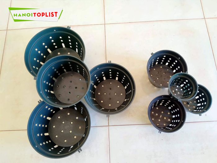 thien-duong-ngan-hoa-chau-nhua-trong-hoa-lan-tai-ha-noi-gia-re-Tripi