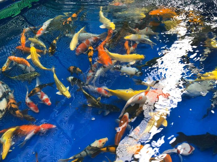 Trại Cá Koi Chất Lượng KING KOI FARM JP Hình ảnh 1