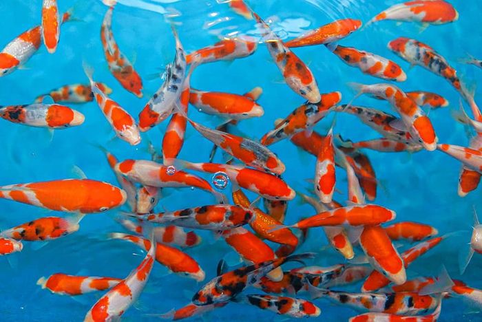 AA Koi Farm - Trại Cá Koi Nhật Bản Hình ảnh 1