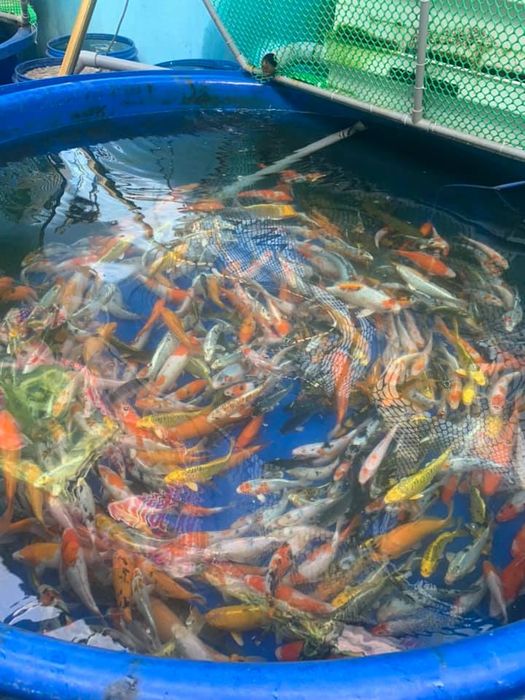 Trại Cá Koi Chất Lượng KING KOI FARM JP Hình ảnh 2