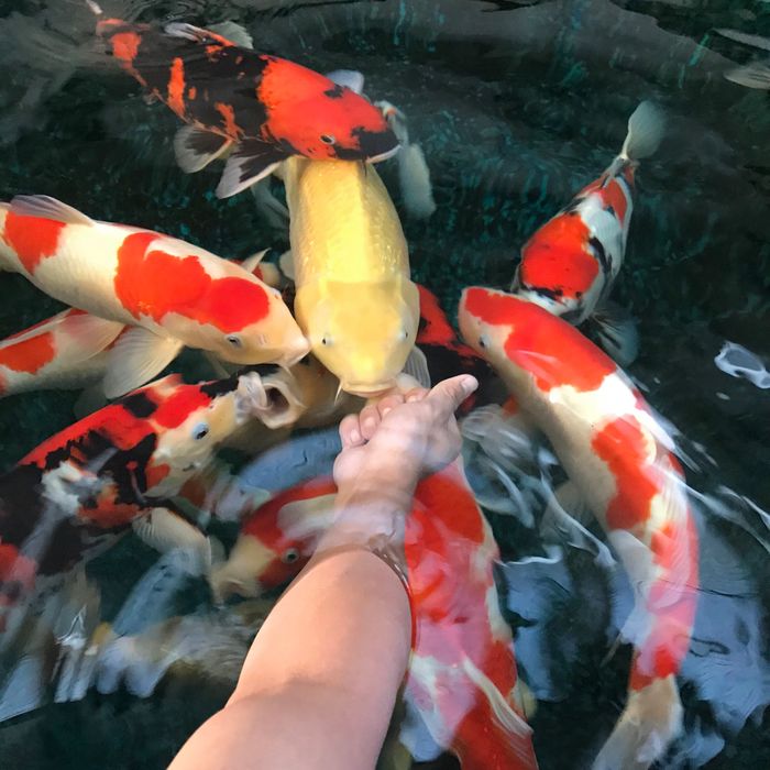 AA Koi Farm - Trại Cá Koi Nhật Bản Hình ảnh 2