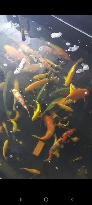 Trại cá siro koi Fam Hình ảnh 1