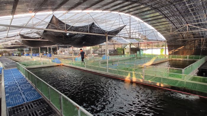 Thế Giới Koi - Koilover ảnh 1