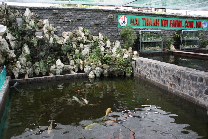Hải Thanh Koi Farm hình ảnh 1