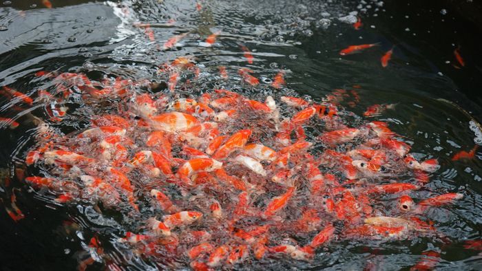 Thế Giới Koi - Koilover ảnh 2