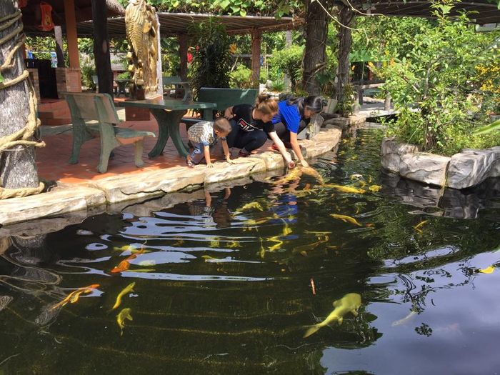 Hải Thanh Koi Farm hình ảnh 2
