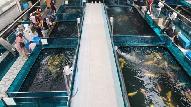Ruby Koi Farm hình ảnh 2