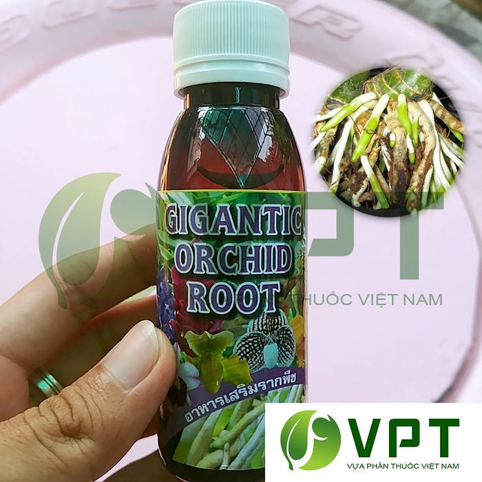 Hình ảnh minh họa thuốc kích rễ EXOTIC ORCHID ROOT