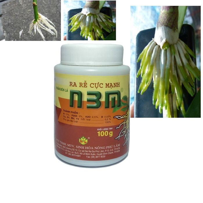 Hình ảnh minh họa hiệu quả thuốc kích rễ N3M trên phong lan