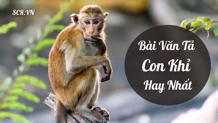 Hình ảnh chú khỉ đang leo trèo (Nguồn: internet)