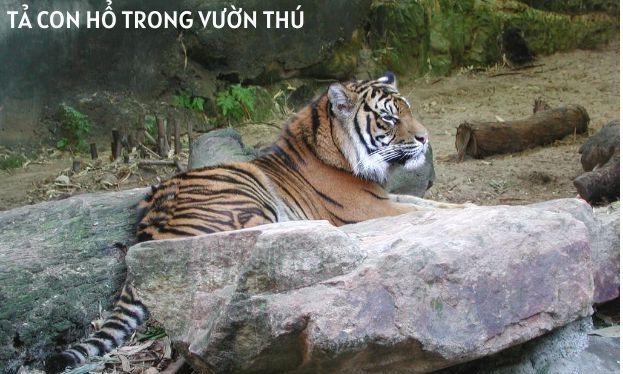 Hình ảnh minh họa chân thực (Nguồn: internet) ảnh 1