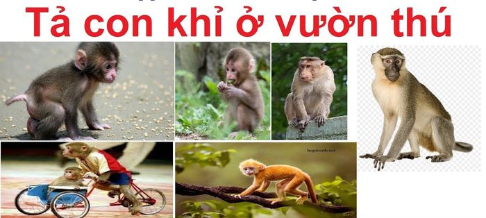 Hình ảnh chú khỉ đang ăn chuối (Nguồn: internet)