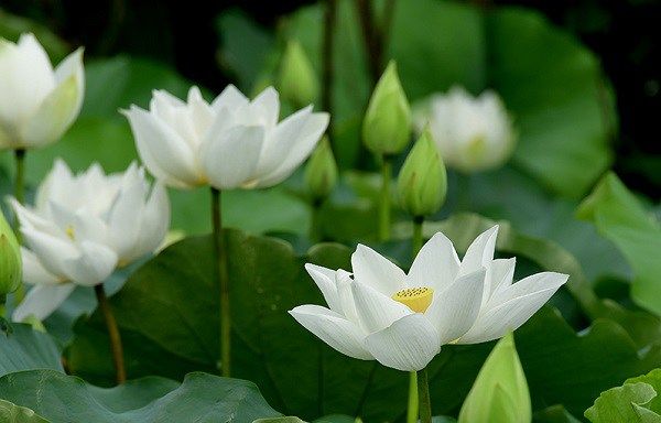 Hình ảnh minh họa số 1 - Tác phẩm nghệ thuật từ góc nhìn đa chiều (Nguồn: Kho tàng hình ảnh phong phú Internet)