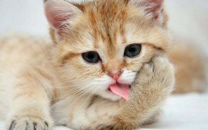 Hình ảnh minh họa sống động (Nguồn: internet) ảnh 1
