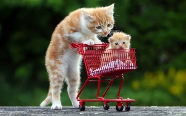 Hình ảnh minh họa sống động về thế giới loài mèo (Nguồn: internet)