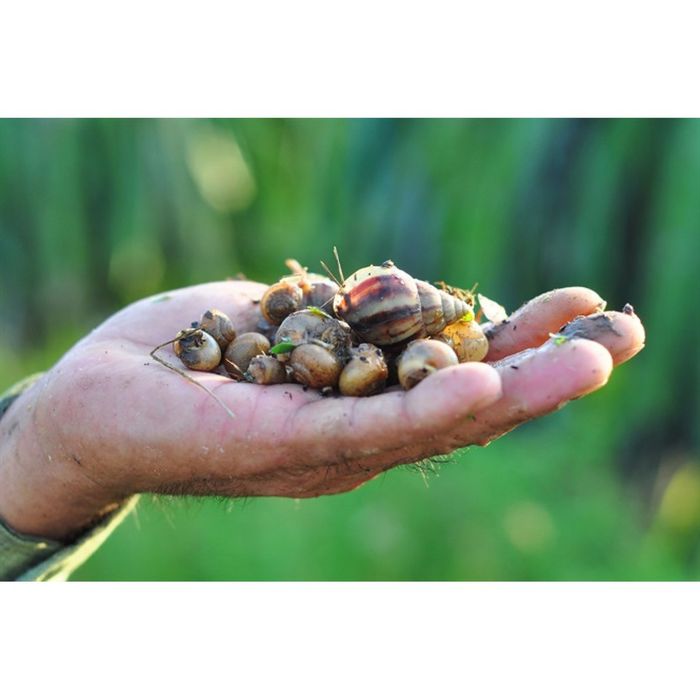 Thuốc diệt ốc trên hoa lan, cây cảnh BOSAGO 12AB (ảnh 2)