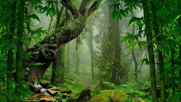 Bộ sưu tập background PowerPoint rừng phục vụ giáo dục môi trường tự nhiên