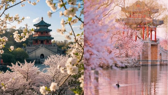 Khí hậu Bắc Kinh tháng 3 ấm áp với muôn hoa đua nở