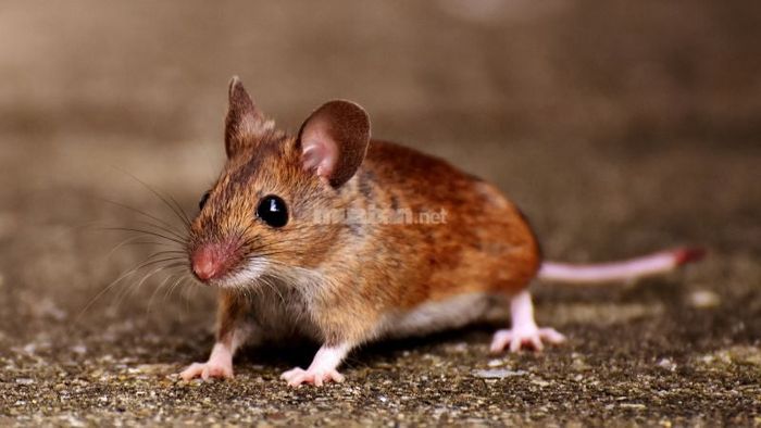 Những người cầm tinh con chuột nên lưu ý chọn ngày phù hợp phong thủy khi tiến hành việc quan trọng