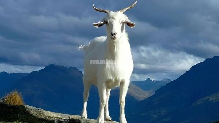 Tháng 7 mang đến nhiều ngày hoàng đạo phù hợp với vận mệnh tuổi Mùi