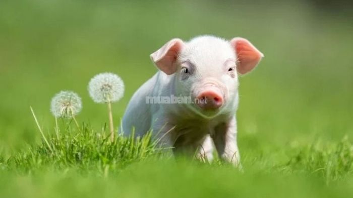 Hãy tận dụng triệt để những ngày Hoàng đạo khi cần thực hiện các việc quan trọng