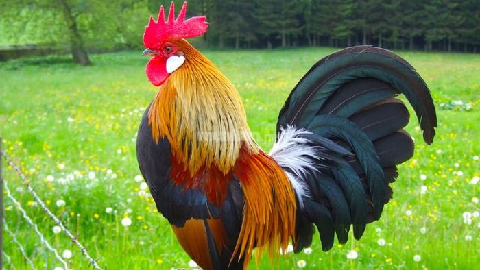 Lựa chọn ngày Hoàng đạo phù hợp sẽ giúp các sự kiện quan trọng đạt được thành công như ý