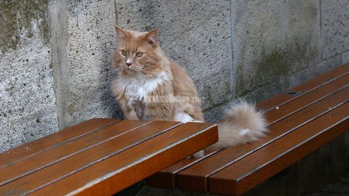 Tháng 7 mang đến nhiều ngày lành cho người tuổi Mão tiến hành các việc hệ trọng