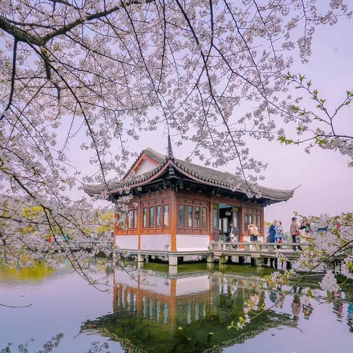 Khám phá Hàng Châu mùa xuân - bức tranh thiên nhiên ngập tràn sắc hoa